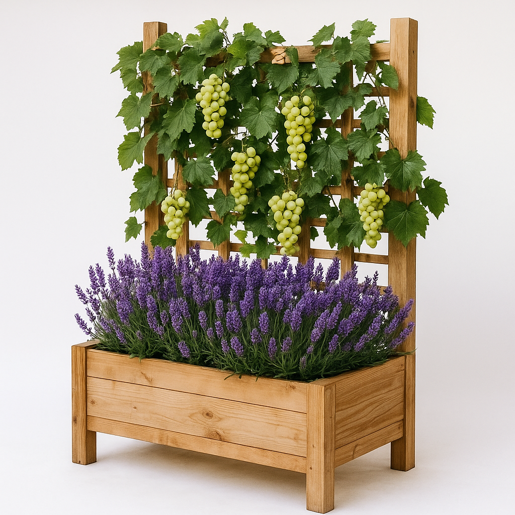 Pergola z winoroślą i lawendą